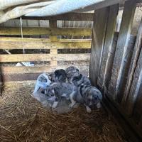 Cuccioli Pastori Apuani