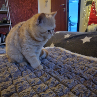 Cucciolo exotic shorthair