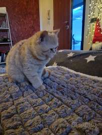 Cucciolo exotic shorthair