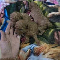 Barboncini minitoy /teacup