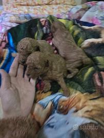 Barboncini minitoy /teacup