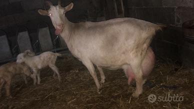 Capretti saanen (maschi)