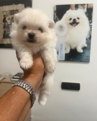 Spitz tedesco nano Pomeranian