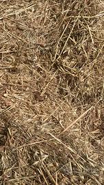 Balle fieno e paglia di grano stelo lungo