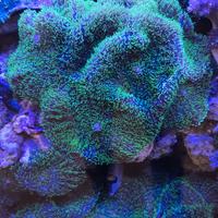 Rhodactis green neon verde fluo - corallo molle