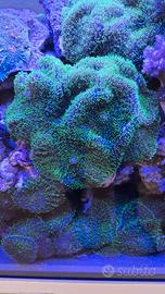 Rhodactis green neon verde fluo - corallo molle