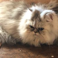 Persiano