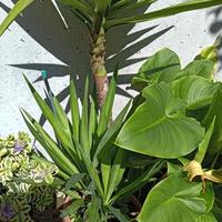 pianta di yucca