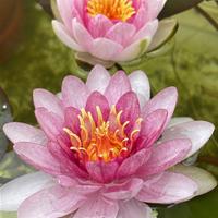 Fiore ninfea