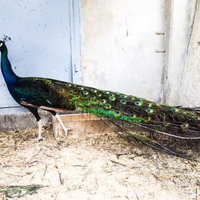 Pavoni nigripennis adulti 3 anni