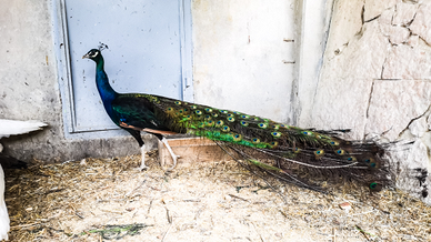 Pavoni nigripennis adulti 3 anni