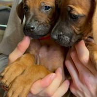 Cuccioli di Rhodesian Ridgeback