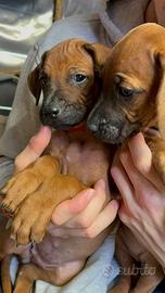 Cuccioli di Rhodesian Ridgeback