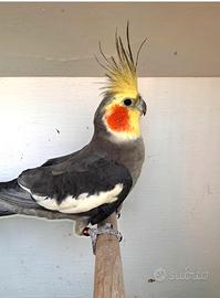 Calopsite pappagalli