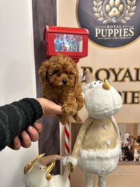 Barboncini varie taglie e misure Tutti i colori