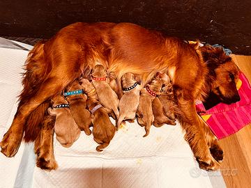 Cuccioli di golden americano