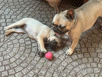 Cucciola bouledogue francese