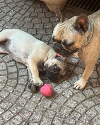 Cucciola bouledogue francese