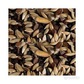 Canarini è cardellini