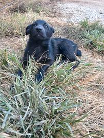 Cucciola pastore del lagorai trentino