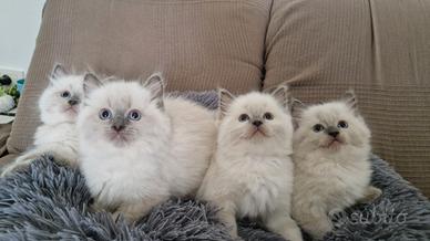Gattini Ragdoll