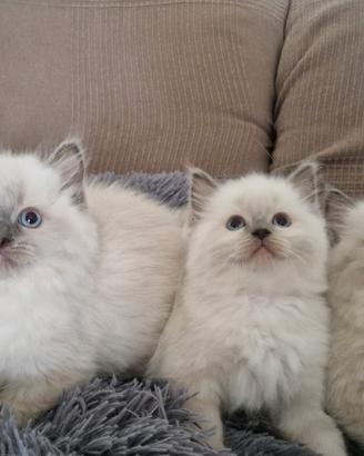 Gattini Ragdoll