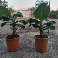 piante di Banano 
