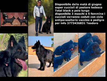 Pastore tedesco Total black