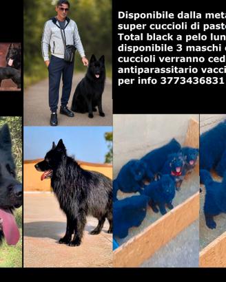 Pastore tedesco Total black