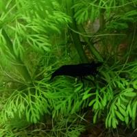 Caridina Blu