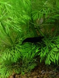 Caridina Blu