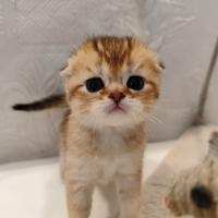 Scottish fold
