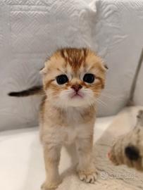Scottish fold