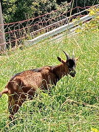 Capre di razza/incrocio