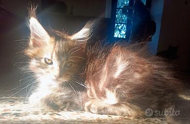Maschietti Maine Coon