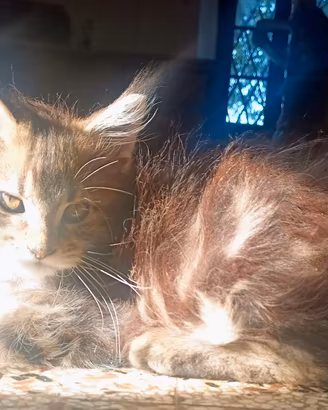 Maschietti Maine Coon