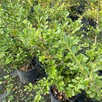 buxus piante per siepi basse 