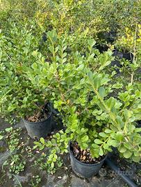 buxus piante per siepi basse 