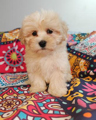 Maltipoo ultimi maschi coreani