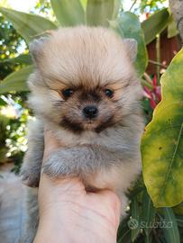 Spitz di Pomerania nano