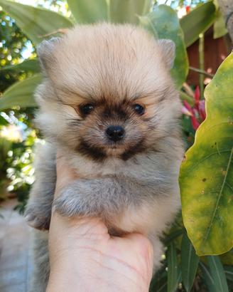 Spitz di Pomerania nano