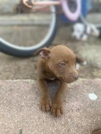Cuccioli di Pitbull
