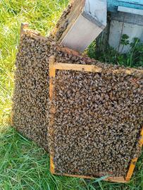 Vendita sciami d api