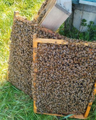 Vendita sciami d api