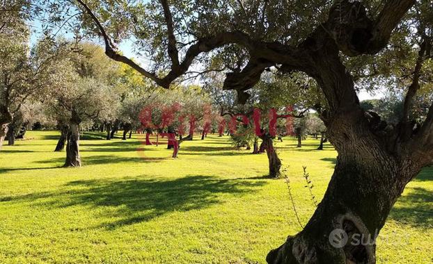 Terreno Agricolo Venafro [VF TTMC5810-25VCG] (Cepp