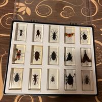 collezione insetti nel vetro