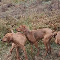 Cuccioli di Segugio italiano
