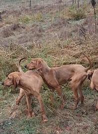Cuccioli di Segugio italiano