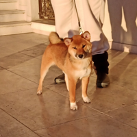 Cucciola di Shiba Inu con pedigree ENCI