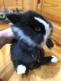 Coniglio nano minitoy